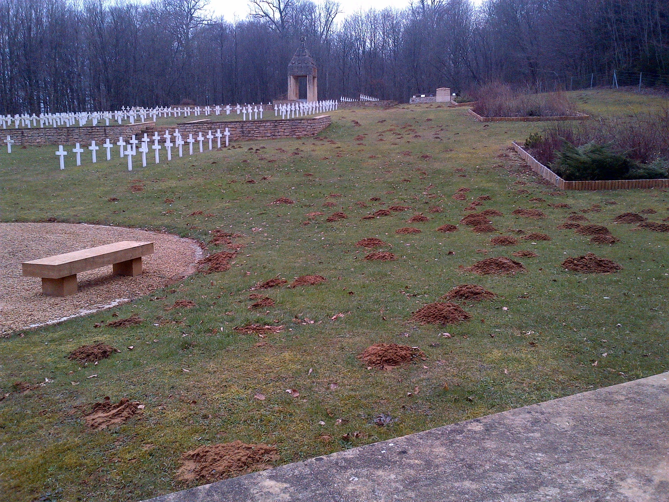Invasion de taupes au cimetière Français
