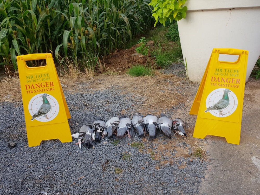 Comment de débarrasser des pigeons