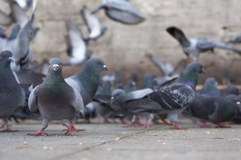 pigeons