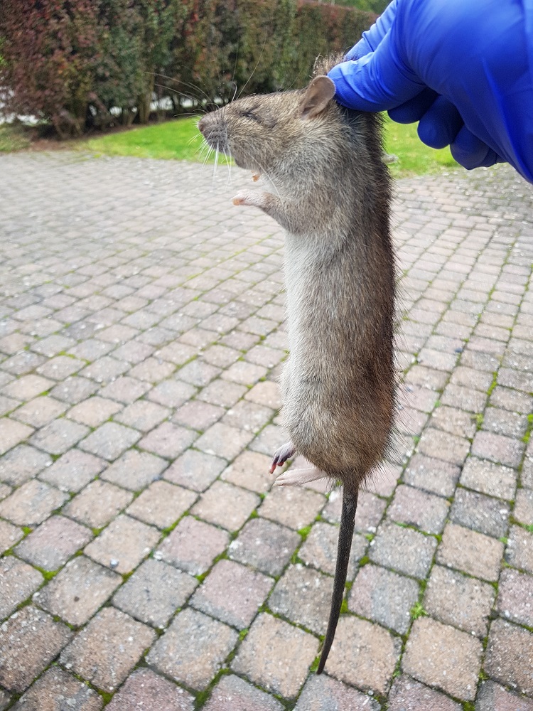 Surmulot ou rat gris