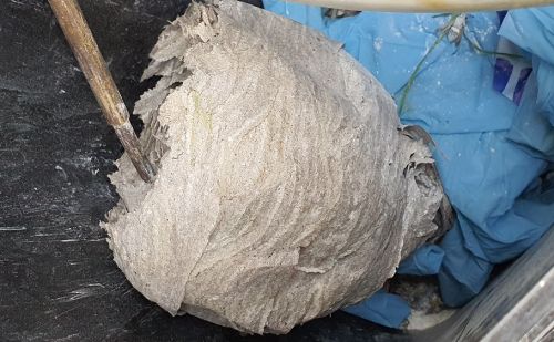 Comment se débarrasser d'un Nid de guêpes Comment se débarrasser d'un Nid de guêpes