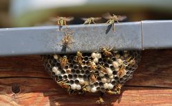 Nid de guêpes Nid de guêpes