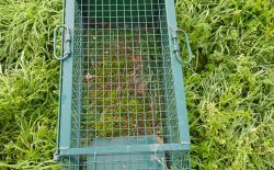 Piège à Raton laveur