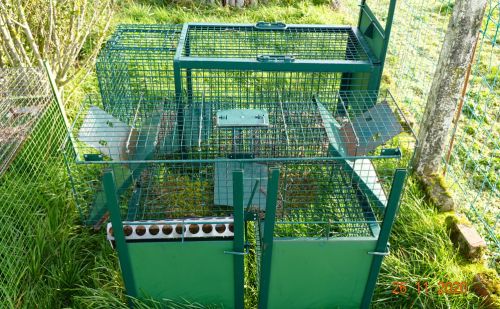 Piège à raton-laveur Piège à raton-laveur