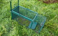 Piège à raton-laveur Piège à raton-laveur