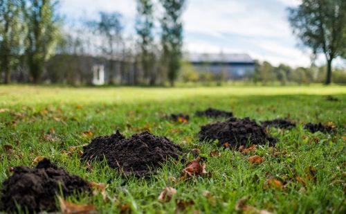 Dégâts des taupes dans les pelouses et jardins Dégâts des taupes dans les pelouses et jardins