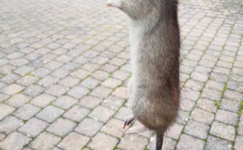 Comment se débarasser des rats Comment se débarasser des rats