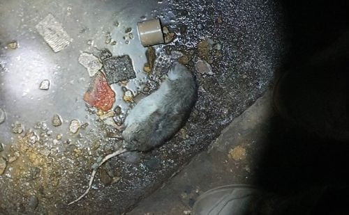 Comment éliminer les rats Comment éliminer les rats