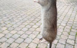 Comment se débarasser des rats Comment se débarasser des rats