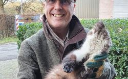 Comment de débarrasser des fouines Comment de débarrasser des fouines