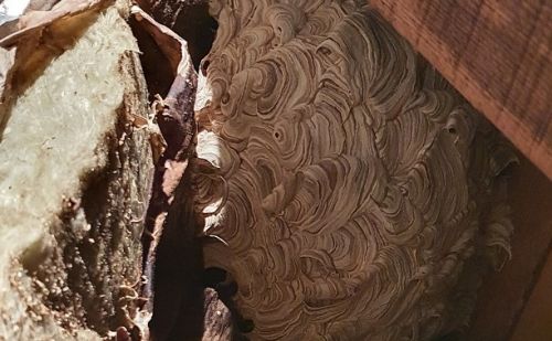 Comment se débarrasser d'un Nid de guêpes Comment se débarrasser d'un Nid de guêpes