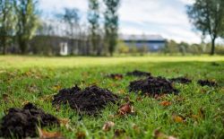 Dégâts des taupes dans les jardins Dégâts des taupes dans les jardins