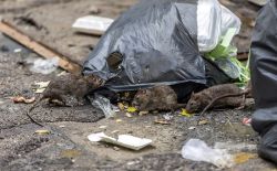 Dégâts des rats Dégâts des rats